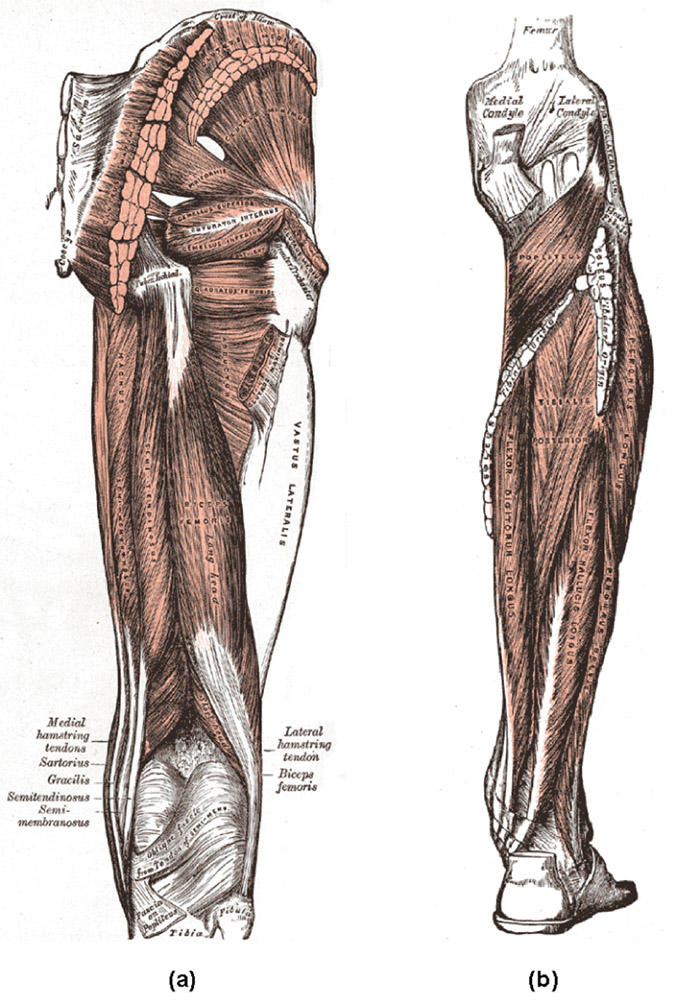 trigger point muscles